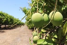 Kensington Pride_Darwin Mango