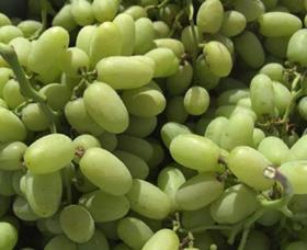 Pristine grapes