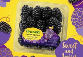 Driscolls Sweetest Batch Blackberries