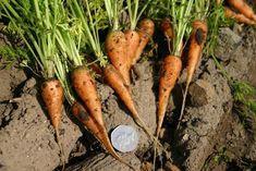 Carrot exhibition and demonstration set for October 5