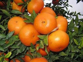 Israeli Or citrus