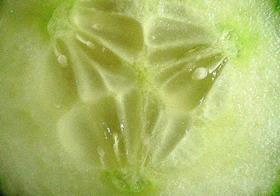 cucumber slice close-up