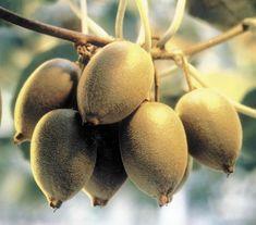 Early start for NZ kiwifruit