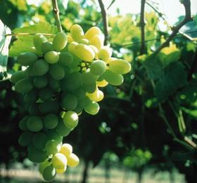 Chile grapes