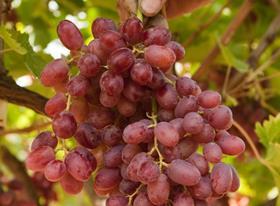 Greek Crimson Seedless