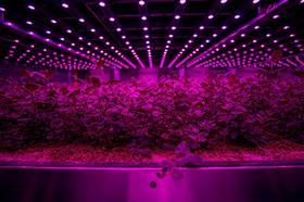 NL Netherlands Future Crops vertical farm