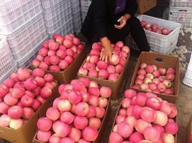 CN China Fuji apples in boxes Alfa Fruit Packers