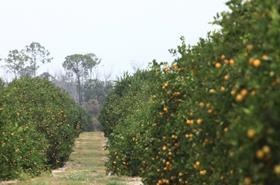Alico citrus grove Florida