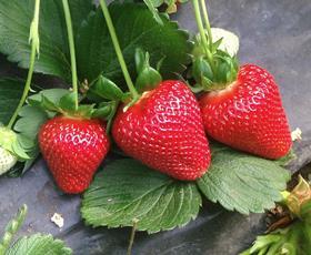 IT Flavia strawberries
