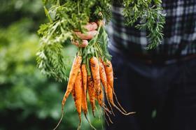 Compass carrots