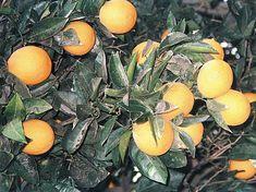 Record year in store for Israeli citrus