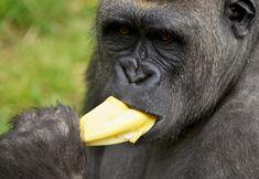 Fyffes goes ape at Dublin Zoo