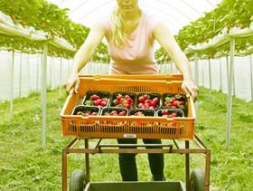 Driscoll Jubilee strawberries