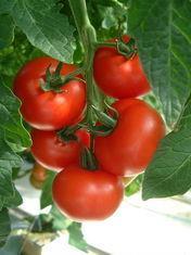 Growers take long term position