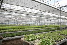 A warm welcome for Winter Salads