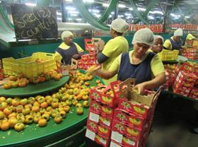 South Africa Sharon fruit packing