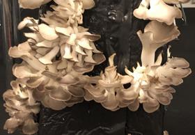 Grey oyster mushrooms