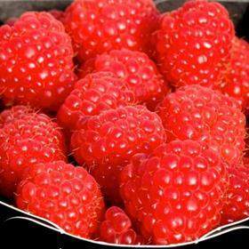 Kweli rapsberries Advanced Fruit Breeding Fruit Focus