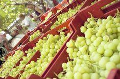Southern Hemisphere anticipates grape growth