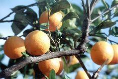 Spanish oranges: global leaders