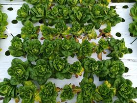 UK lettuce Fusarium wilt