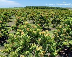 Australia mango orchard