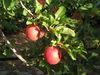 California apples get early season boost