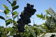 Argentina expects blueberry growth