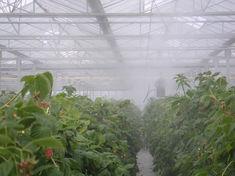 Low cost cooling for glasshouses