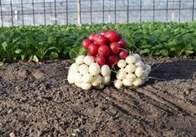 Hazera radishes