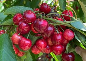 Orchard View cherries Oppy Chelan