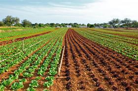 field lettuce farm crop free use