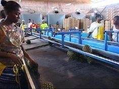Ivory Coast: pineapples with a difference