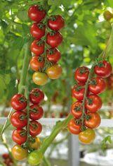 Bright outlook for British tomatoes