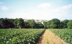 Local land buyers return to market