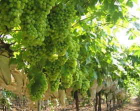 Indian grapes