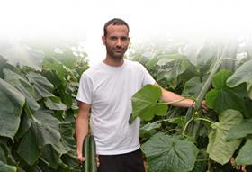 Rijk Zwaan fusarium resistant cucumbers