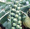 Sprout suppliers face Christmas battle