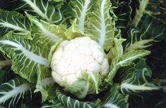 Rising costs throw veg industry into depression