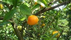 Flat season for southern hemisphere citrus