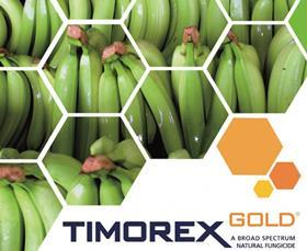 Timorex Gold Philippines bananas Black Sigatoka