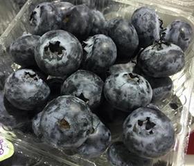 Blueberries Terra Export