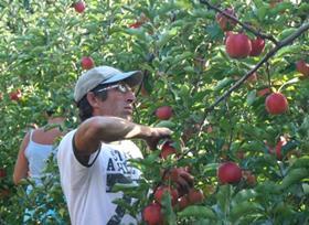 Seasonal apple pickers