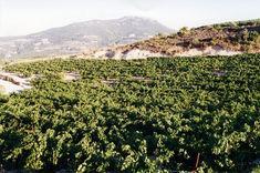 Vines have been perishing in 47°C in Greece