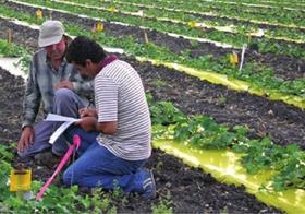Israeli growers