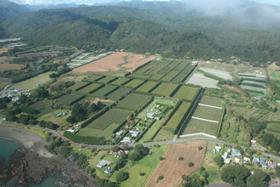 NZ Bay of Plenty kiwifruit