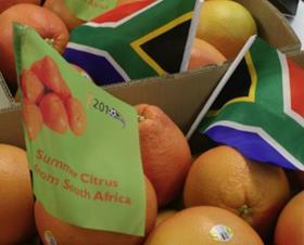 South African grapefruit US