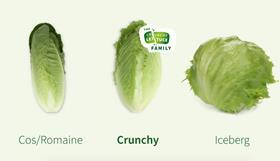 Rijk Zwaan Crunchy Lettuce family