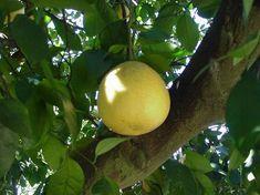Grapefruit touched by Florida freeze