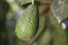 Mexican avocado industry makes advances